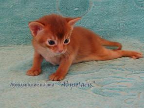Питомник предлагает ярких абиссинских котят