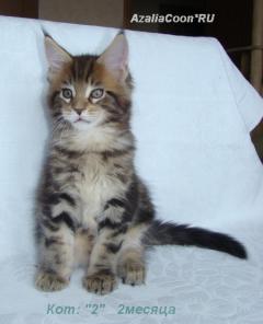 Мейн кун котята. Питомник кошек породы Мейн кун AzaliaCoon Москва.