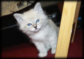 Невские маскарадные котята из питомника Avotart
