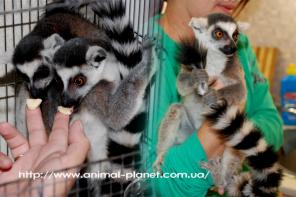 �������� ������ �����