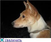 Идеальная спутница для активного отдыха и походов ищет Дом
