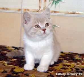 Британские плюшевые котята голубые, лиловые, красные рисунчатые с белым. Привиты, из питомника.