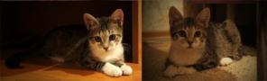 Дымчатый полосатй котик ,4,5 месяца. В добрые руки.