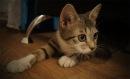 Дымчатый полосатй котик ,4,5 месяца. В добрые руки.