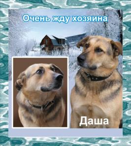 Ищет дом замечательная собака Даша!