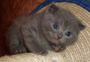 Британский котенок.Плюшевая девочка