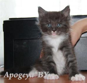 Котята мейн-кун! Беларусь