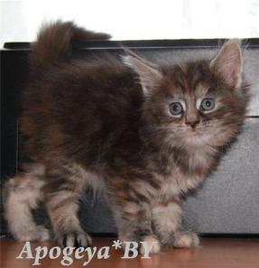 Котята мейн-кун! Беларусь