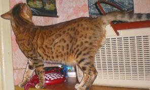 Бенгальский кот