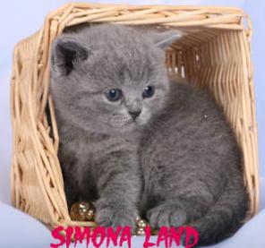 Продаются британские котята голубого и черного окрасов.