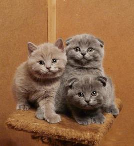        Cats News