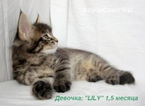 Котята Мейн кун. Питомник кошек породы Мейн кун AzaliaCoon Москва.