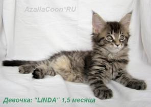 Котята Мейн кун. Питомник кошек породы Мейн кун AzaliaCoon Москва.
