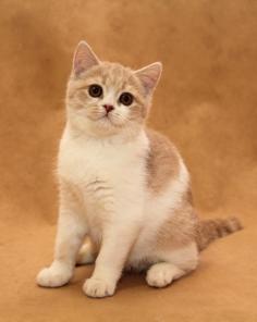 Котята скоттиш страйт