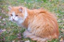 КОШКА РОЗА ИЩЕТ ЛЮБЯЩЕГО ХОЗЯИНА