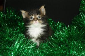 Котята мейн кун из питомника