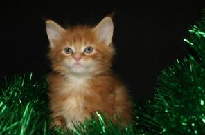 Котята мейн кун из питомника
