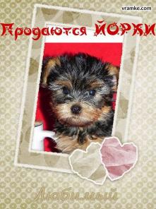 Йоркширские мальчишки