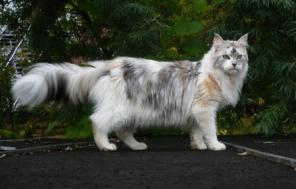 котята мейн кун