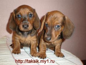 Гладкошерстная ТАКСА щенки