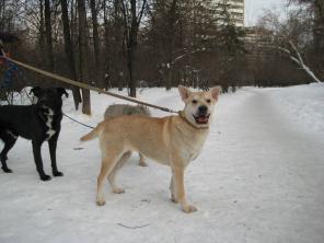 отдам в хорошие руки