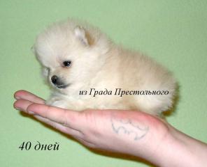 Померанский мини шпиц