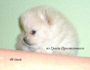 Померанский мини шпиц