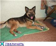 Очень яркий, чёрно - подпалый с рыжим.