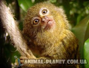 �������� ������� (����������) ���������� �  ��������