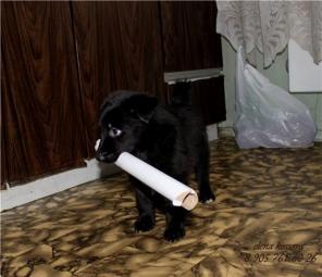 Самый лучший щенок