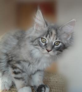 Лучшие котята Мейн Куна