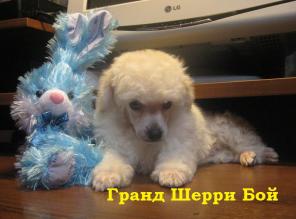 Щенок карликового пуделя белый мальчик