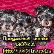 Щенки ЙОРКШИРСКОГО ТЕРЬЕРА продаются!