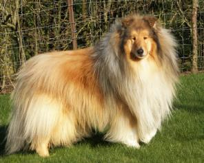 Collies puppies