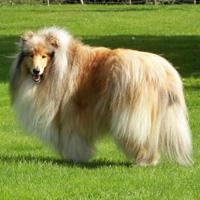 Collies puppies