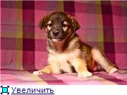 Зося-славная малышка ищет заботливые ручки.