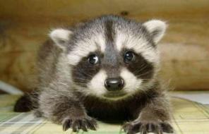 ����-��������