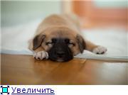 Плюшевый рыжик-щеночек, Юрик, 1 мес