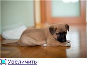 Плюшевый рыжик-щеночек, Юрик, 1 мес