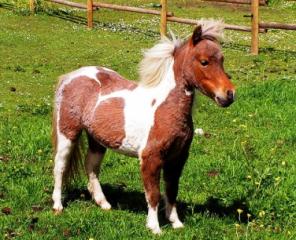 ���� �������