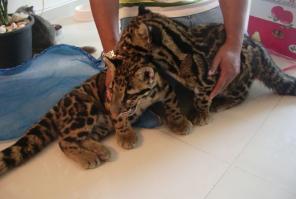 ������ ������� ����� �� ����������