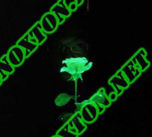 ����� ������ ���� � ���������� ������� ��� 33 �� �������� Noxton Technologies!