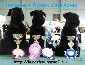 Цвергшнауцера черного щенки.