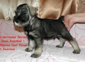 Мительшнауцера щенки