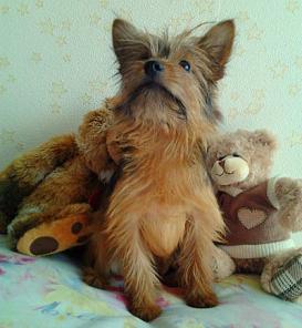 Очаровательный пёсик для дома. 3 000 рублей.