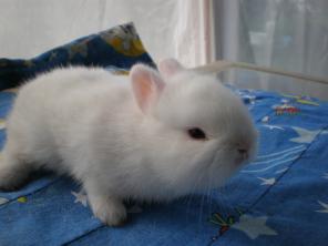 �������� ���������