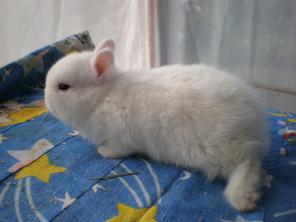 �������� ���������