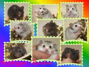 ��������� �������