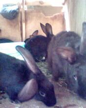 ������ ��������