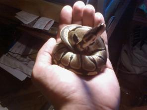 ������ �����,������,���������